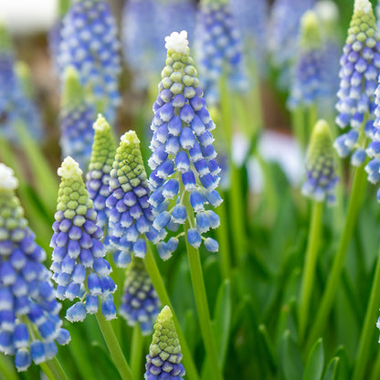 Emmy Grape Hyacinth, Muscari