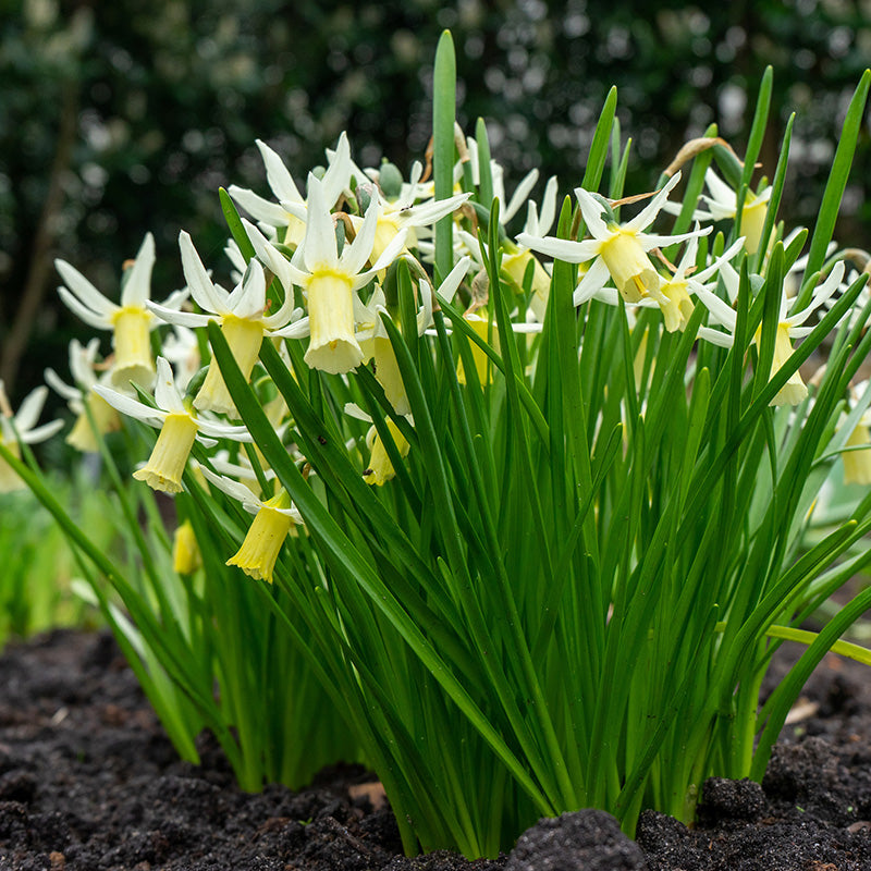 Snipe Cyclamineus Daffodil