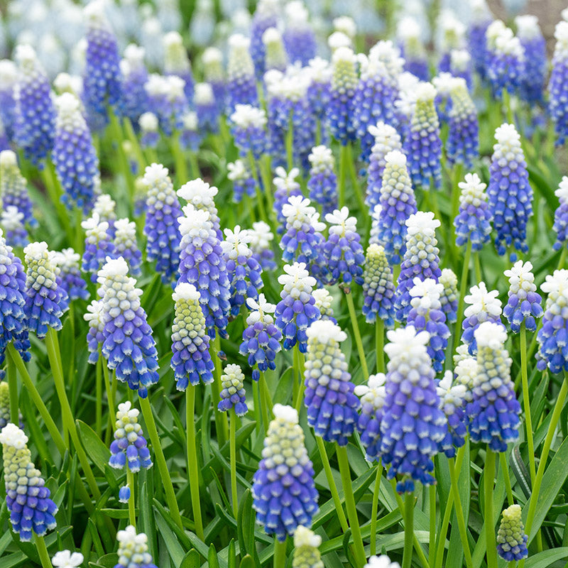 Emmy Grape Hyacinth, Muscari