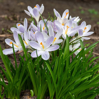 Candlelight Dutch Crocus