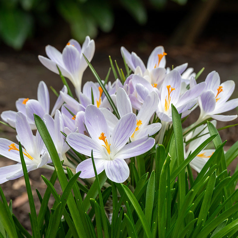 Candlelight Dutch Crocus | Pale Lavender Spring Flower