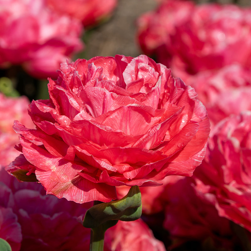 Taiwan Double Late Peony Tulip