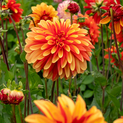 Japlou Decorative Dahlia