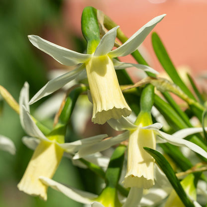 Snipe Cyclamineus Daffodil