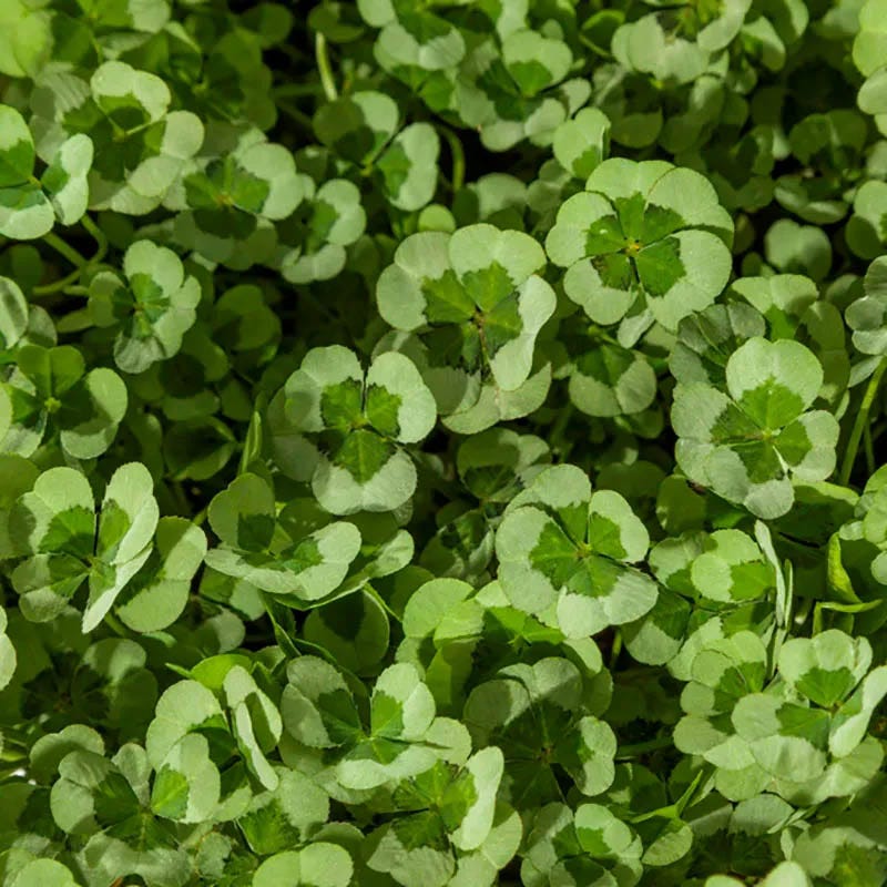 Clover Tapestry Lawn Plant Collection
