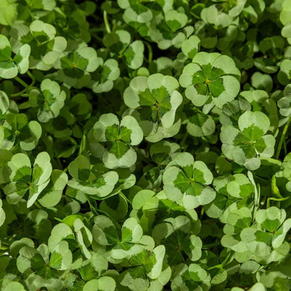 Clover Tapestry Lawn Plant Collection