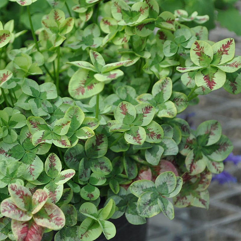 4 Luck® Red Stripes Clover