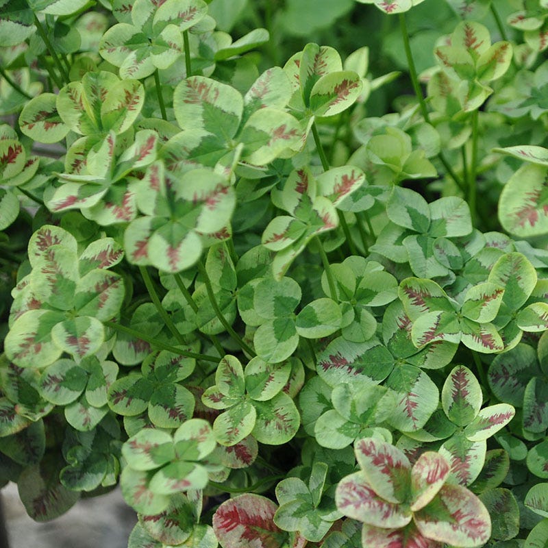succulent clover 4 Luck Red Stripes Clover | Green | Plant