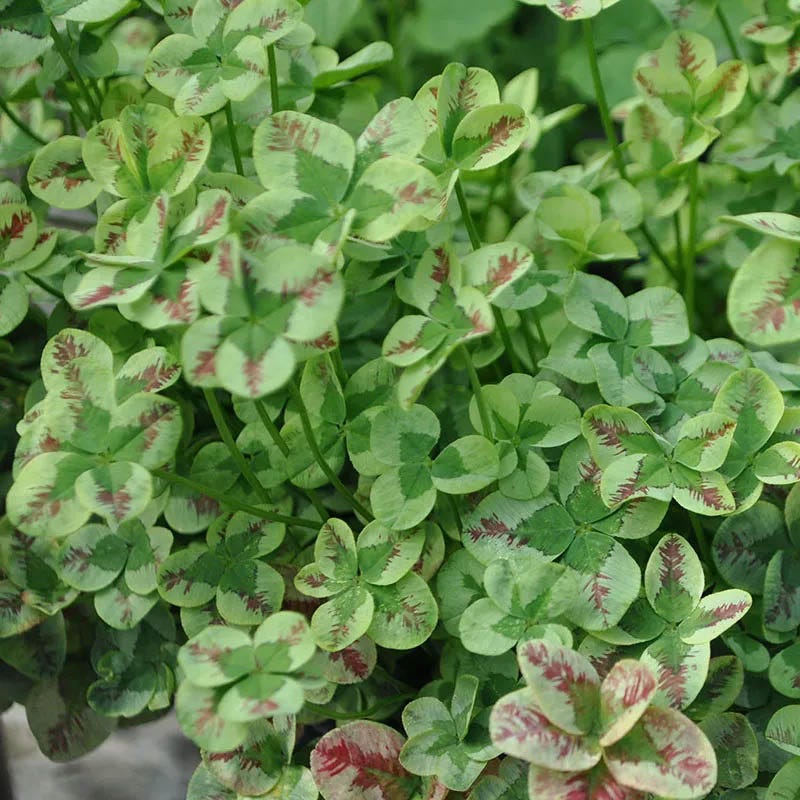 Clover Tapestry Lawn Plant Collection - Thumbnail 3