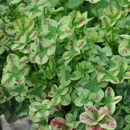 Clover Tapestry Lawn Plant Collection