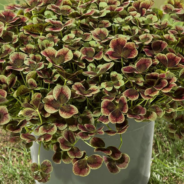 4 Luck® Red Green Clover