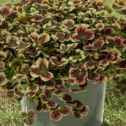 4 Luck® Red Green Clover
