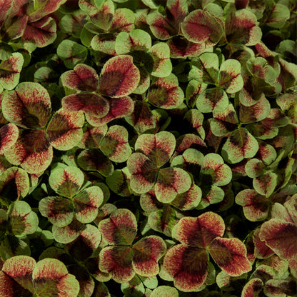 4 Luck® Red Green Clover