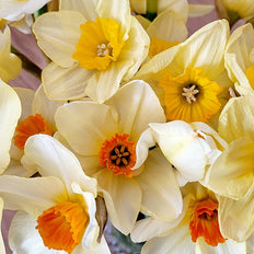 Fall-Planted Bulbs For Cut Bouquets