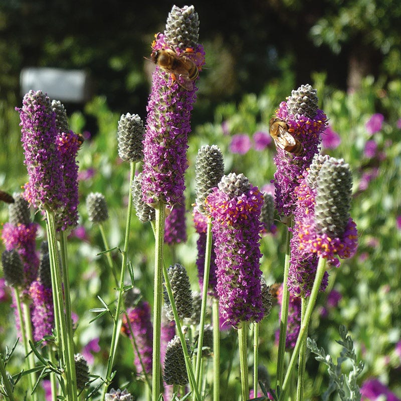 clover wildflower seed mix Beneficial Bug Wildflower Seed Mix