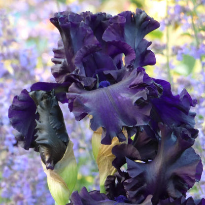 All Night Long Bearded Iris, Image Courtesy of Schreiner's Gardens