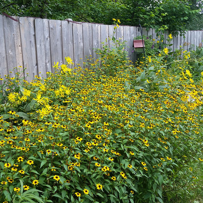 Brown Eyed Susan, Customer Photo