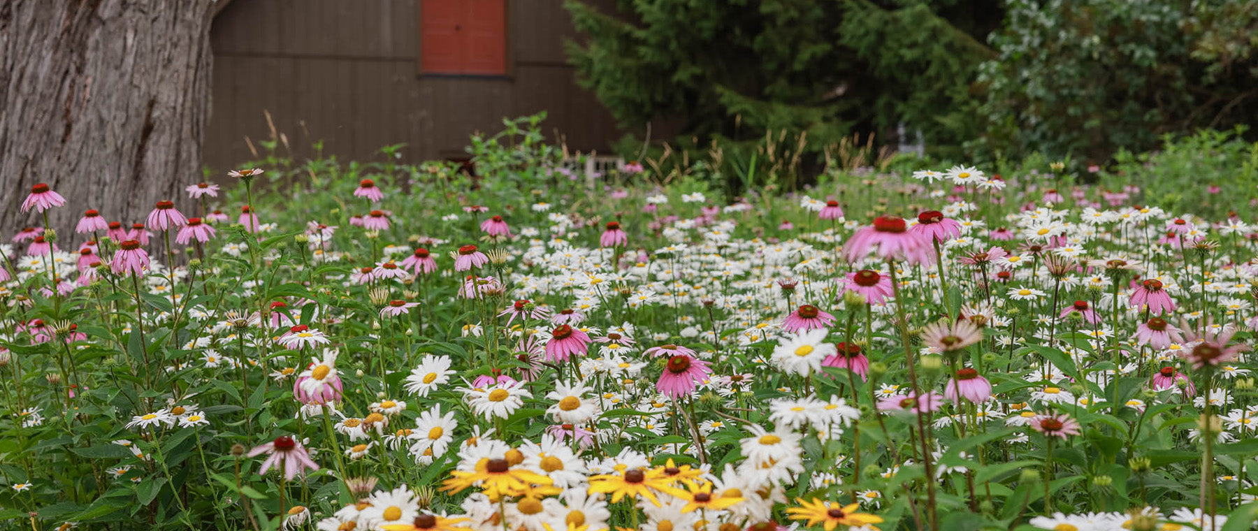 Grow Your Dream Wildflower Garden
