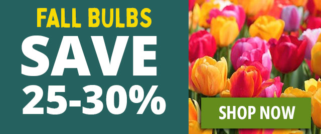 fall bulbs clearance shop now