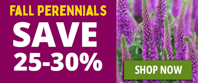 fall perennial clearance shop now
