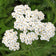 Achillea millefolium var. occidentalis