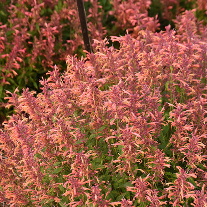 Guava Lava Agastache