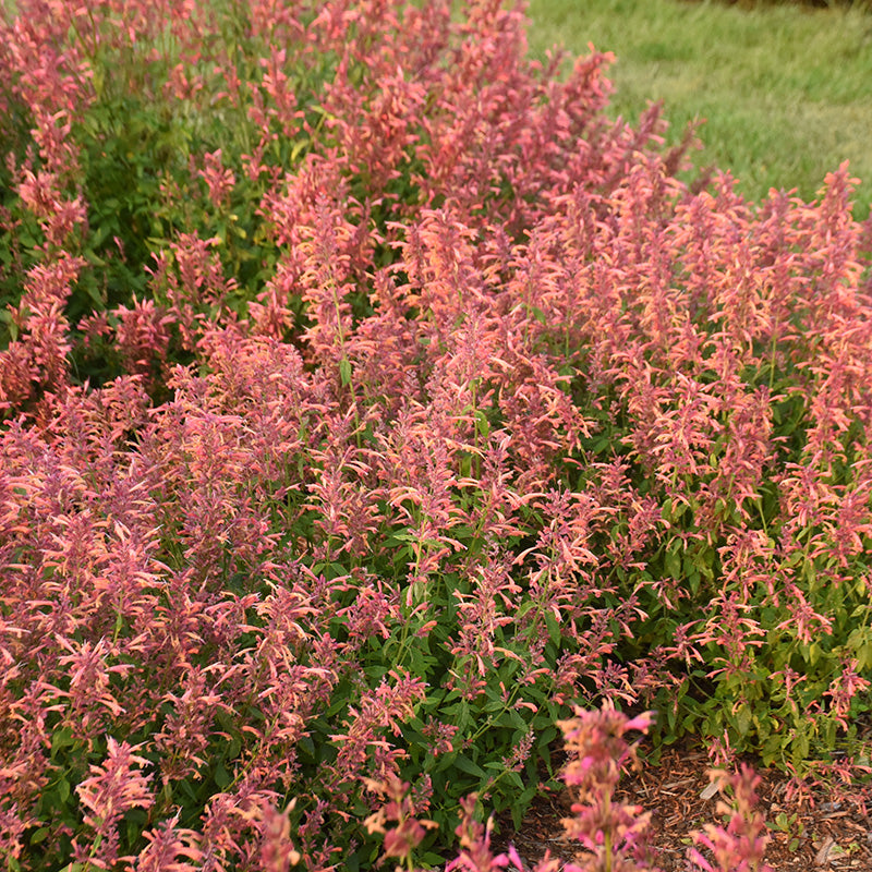 Guava Lava Agastache