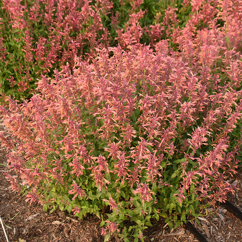 Guava Lava Agastache