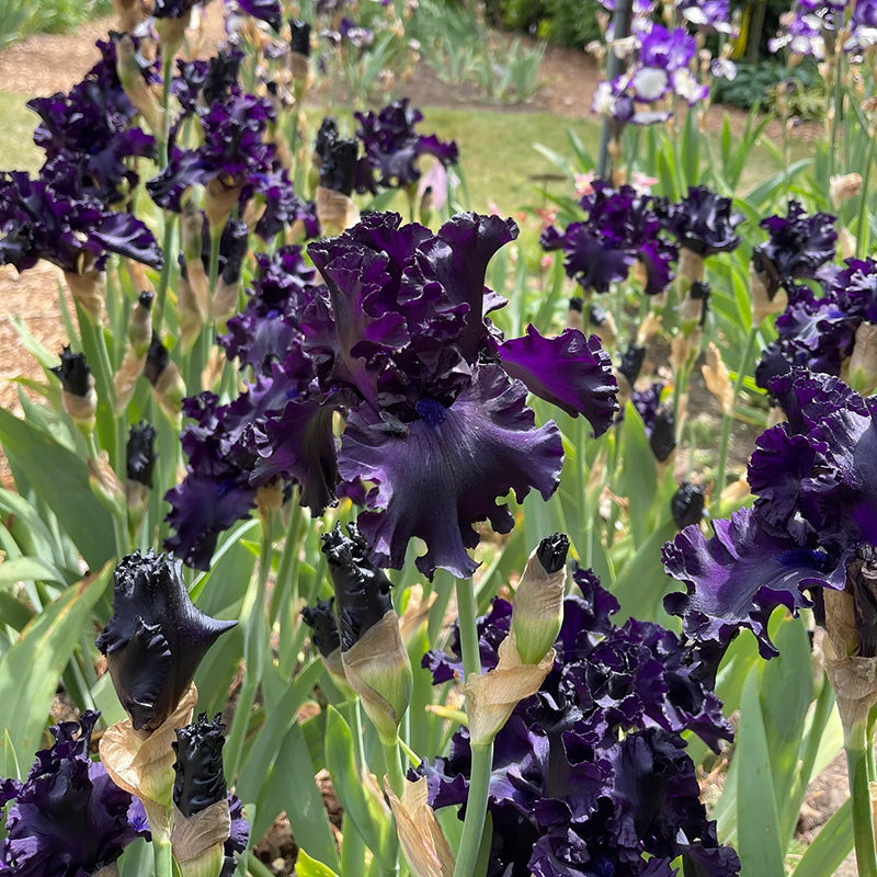 All Night Long Bearded Iris, Image Courtesy of Schreiner's Gardens