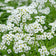 Lobularia maculata 'Carpet of Snow'