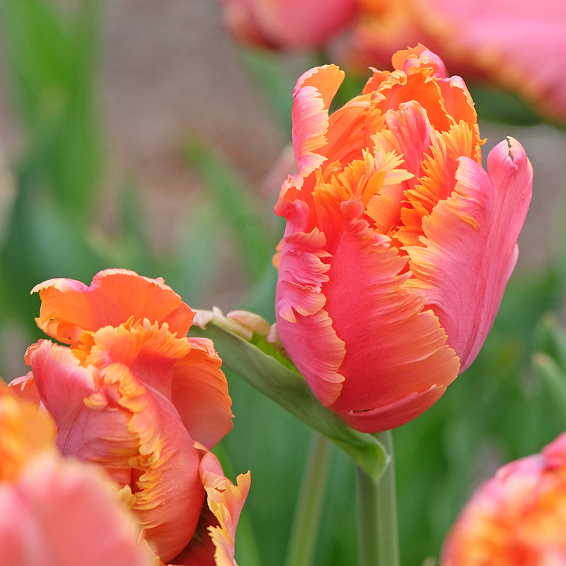 Amazing Parrot Tulip