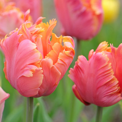 Amazing Parrot Tulip