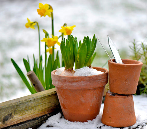 Blooming bulbs covered in snow