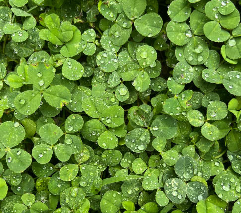 Closeup view of clover