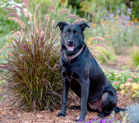 Black dog standing in front of a garden
