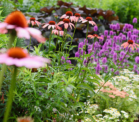 bright garden of flowers with high depth of field