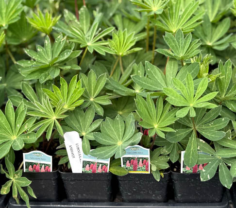 A row of perennial plants ready to be shipped