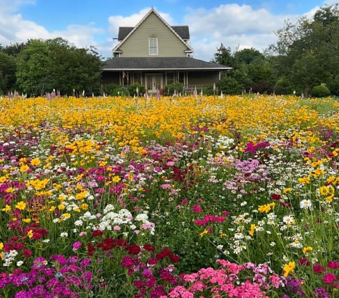 house with wildflower meadow in foreground