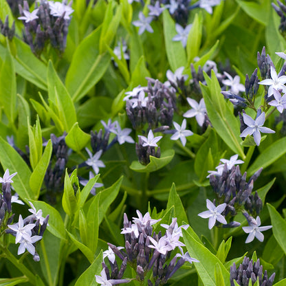 Blue Ice Amsonia, Photos courtesy of Walters Gardens, Inc.