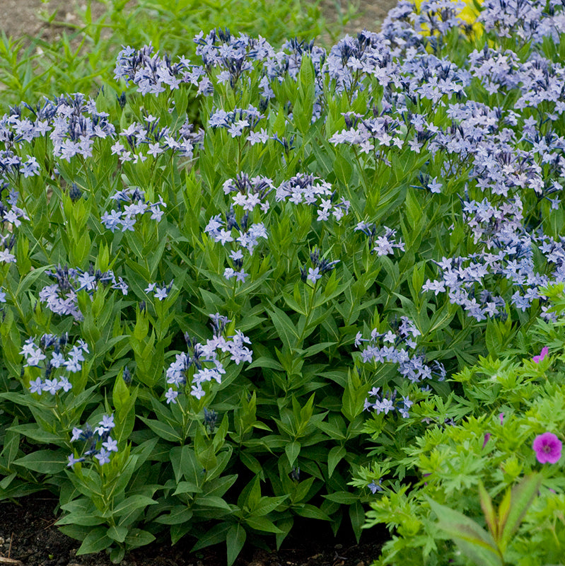 Blue Ice Amsonia, Photos courtesy of Walters Gardens, Inc.
