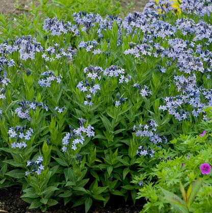 Blue Ice Amsonia, Photos courtesy of Walters Gardens, Inc.