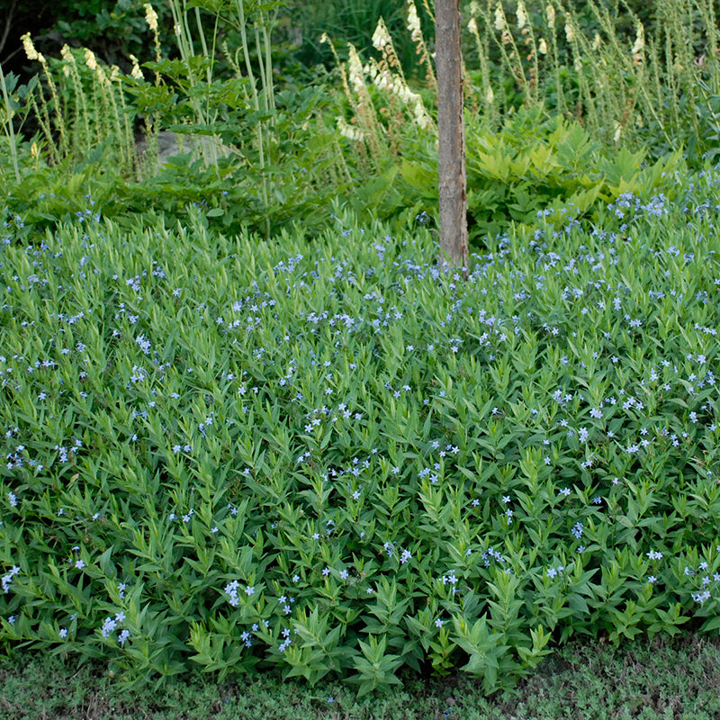Blue Ice Amsonia, Photos courtesy of Walters Gardens, Inc.