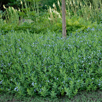 Blue Ice Amsonia, Photos courtesy of Walters Gardens, Inc.