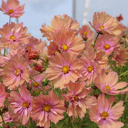 Apricotta Cosmos