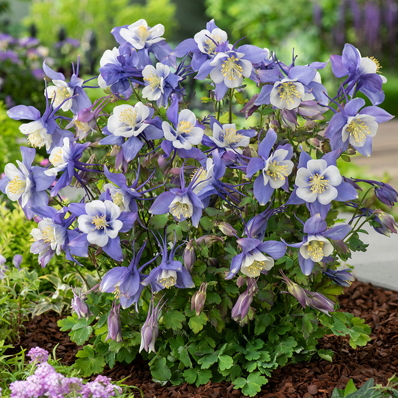 https://www.americanmeadows.com/cdn/shop/files/Aquilegia_Earlybird_Blue_white_Garden.jpg?v=1761939362