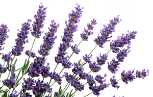 Add color and texture that return year after year with easy-care perennials like lavender and ornamental grass. 