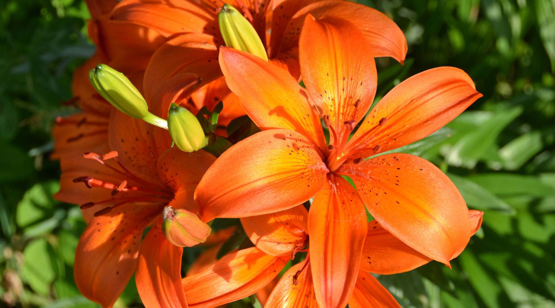 How to Grow Lilies