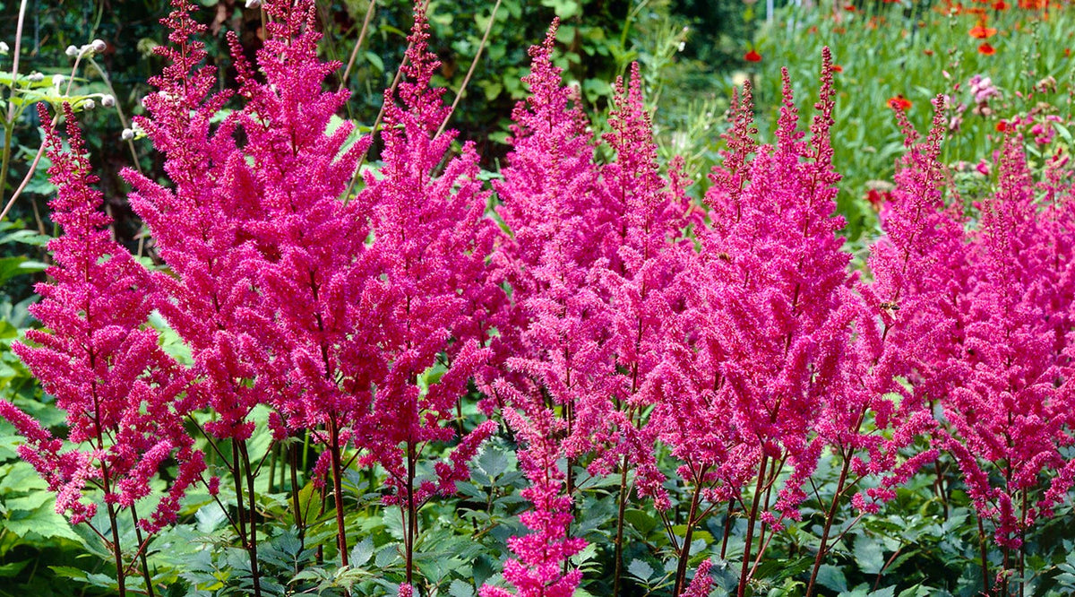 How to Grow Astilbe
