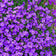 Aubriete deltoidea