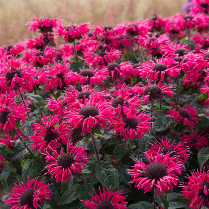 Bee-You® Bee Happy™ Bee Balm, photo courtesy of AB Cultivars